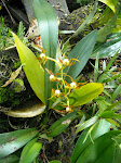 Hector's garden, next door to Abra Patricia-Alto Nieva Reserve, Peru