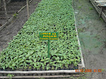 ECOAN nursury, Lake Pomacochas, Peru. This nursery has been in operation for 3 years.