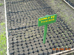 ECOAN nursury, Lake Pomacochas, Peru. This nursery contains many plant species that are food for people as well as endangered speceis of birds.