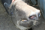 Tapir close-up, Lima Zoo, Peru