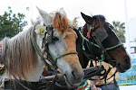Horse cart, Nabeul, Tunisia