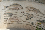 Floor mosaic, Ruins of Neopolis, Nabeul, Tunisia