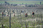 On the road from Tunis to Beja, Tunisia