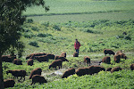 On the road from Tunis to Beja, Tunisia