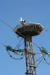 Stork nest, on the road from Tunis to Beja, Tunisia