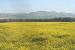 On the road from Beja to Tabarka, Tunisia