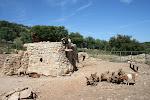 Wolf preserve, outside Antequera, Spain