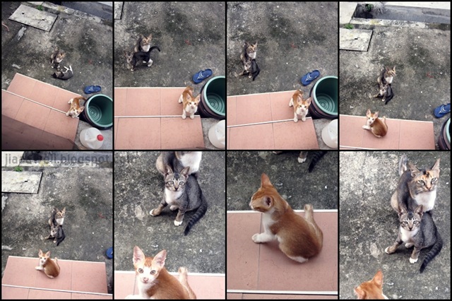 [cats[6].jpg]