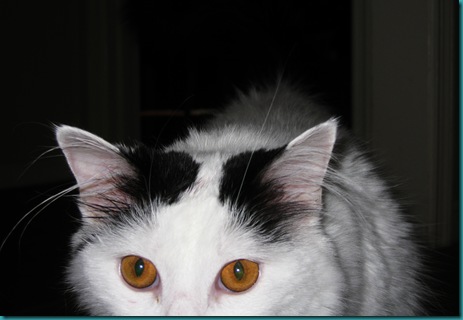 cat benadryl foaming