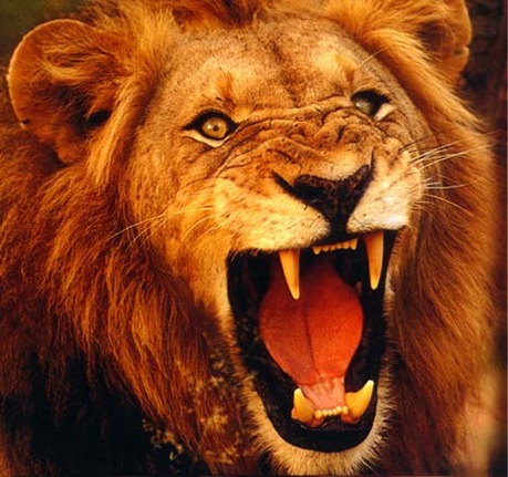 [Lion[3].jpg]