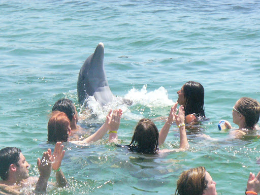 Pidele algo al de abajo!! El+delfin+aplaudiendo