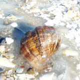 Statiunea Mamaia Melc de Mare Iarna Ianuarie 2010.JPG