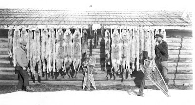 Bob White - Bannock and Beans - fur catch Bob White - Bannock and Beans - fur catch