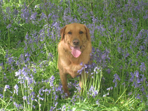 ozzie%20in%20bluebells.jpg