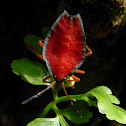 shield bug nymph