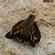 Brazilian skipper