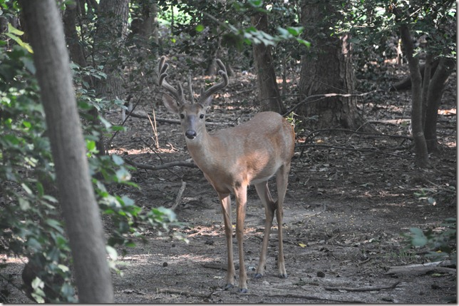 deer @ Al's place in Maryland