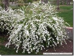 spirea2