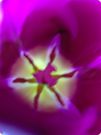 Tulipanindre