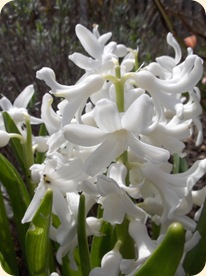 Hyacint i lavendelhav
