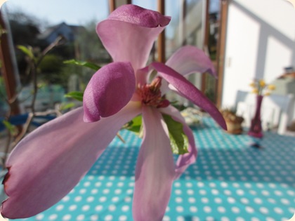 Magnolia DSC05664