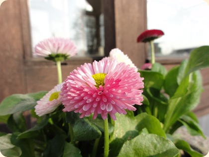Bellis DSC05722