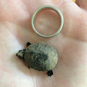 Eastern Mud Turtle