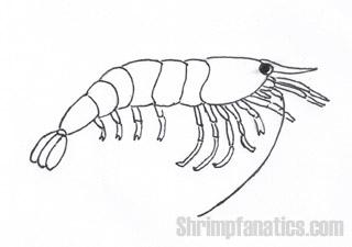 Shrimpfanatics - The freshwater shrimp information Hub