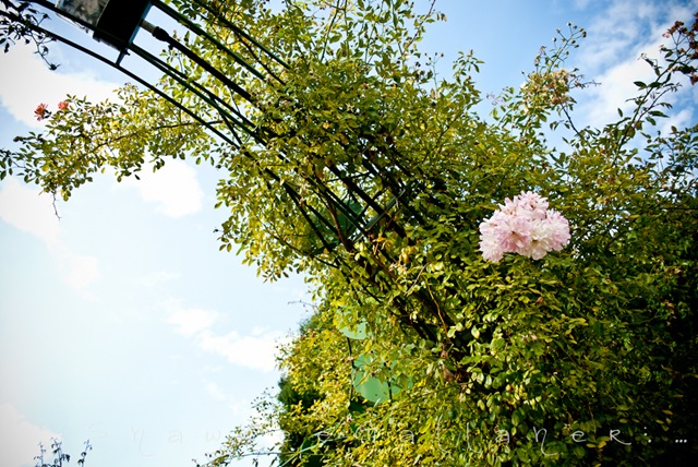 [Rose Garden.arches[3].jpg]