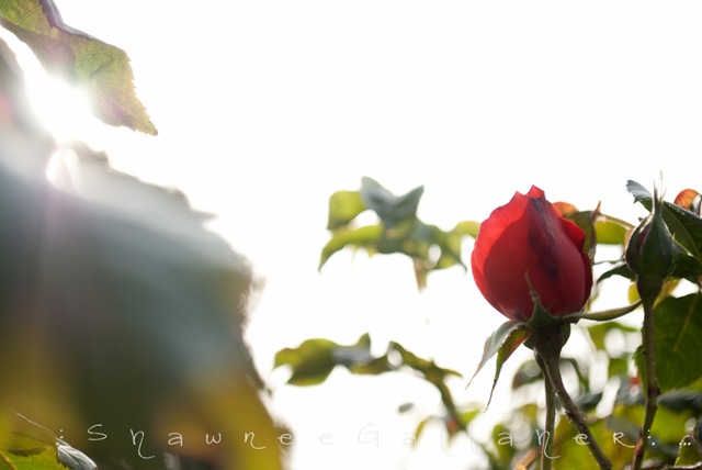[Rose Garden.bud.sooc[3].jpg]