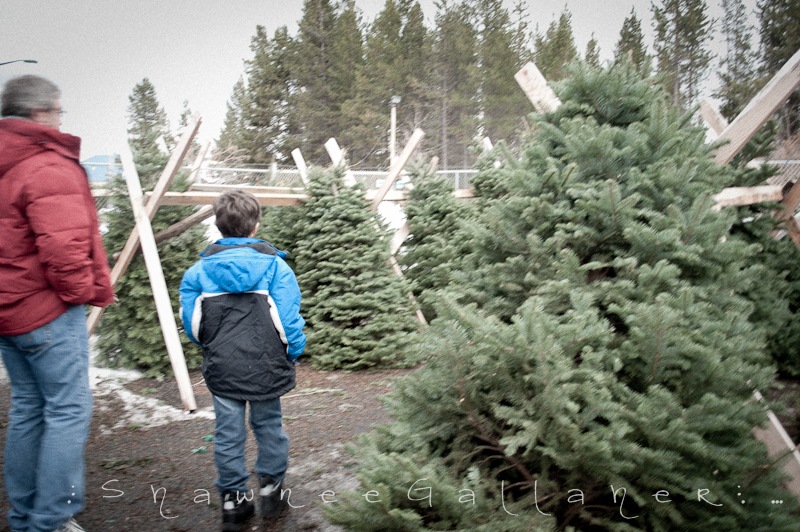 [tree shopping.3[4].jpg]
