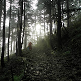 Moine Bouddhiste (qui vient de nous parler un petit peu) s'éloignant vers le soleil se couchant à travers les cimes des arbres (oui j'aime beaucoup cette photo)