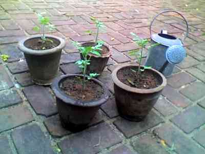 Fathima, Virender, Chun Li and Noah one month old :) Day 28 - All four