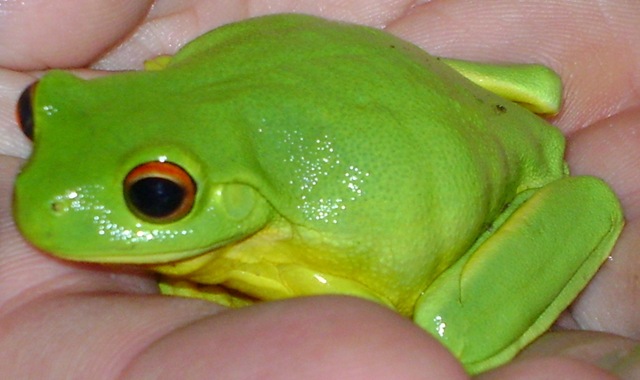 [frog[4].jpg]