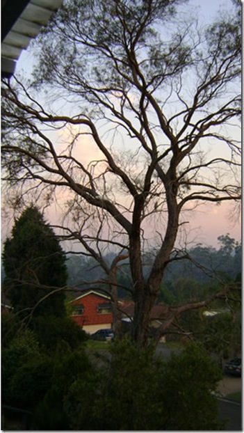 smokey tree