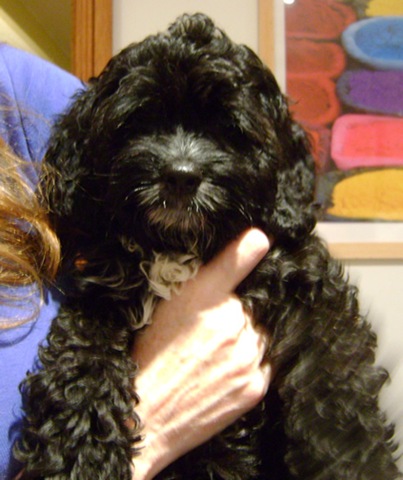 [molly 1st night[6].jpg]