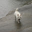 Oliver, hiking on Cumberland River shoreline Oliver, hiking on Cumberland River shoreline