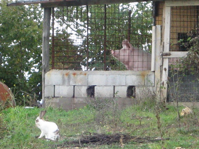 [IMG_00303.jpg]