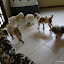 Sala das patinhas: Laika, Clara, Greyce, Tchê, Pian e Frank.