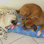 Cuca tentando dormi, se não fosse o Frank...rsrsrs