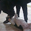 Minie e Pipoca