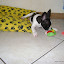 Pipoca na sala das patinhas