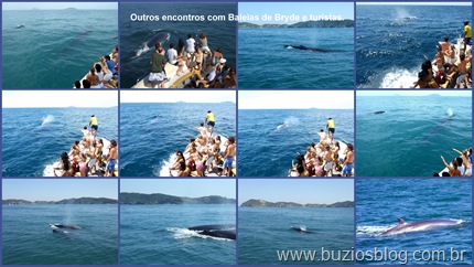 Foto 6 Outros encontros entre Baleias de Bryde e turistas. Foto 6 Outros encontros entre Baleias de Bryde e turistas.