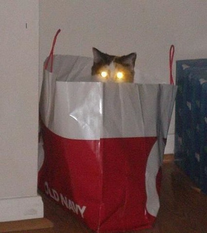 cat with light eyes