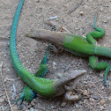 Amazon whiptail