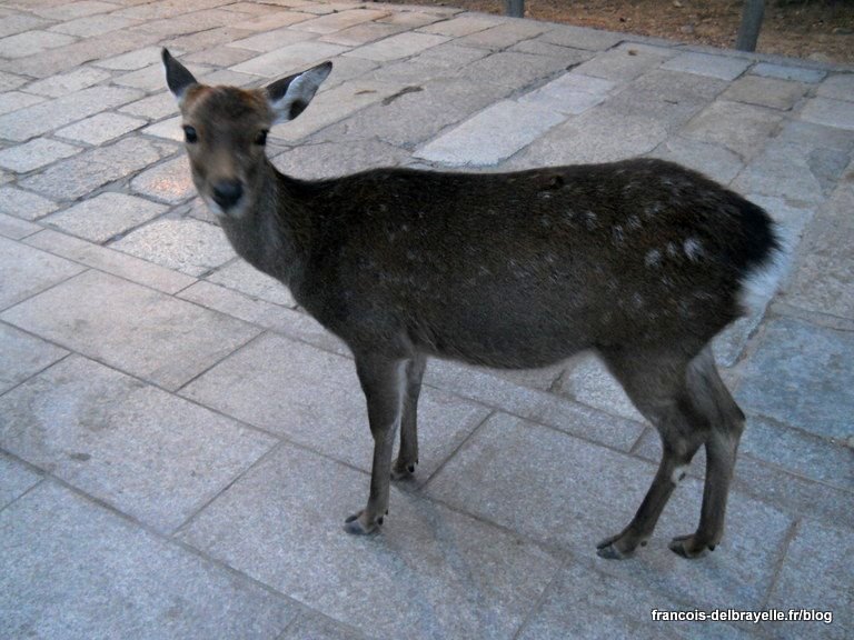 Un daim kawaii du parc Un daim kawaii du parc