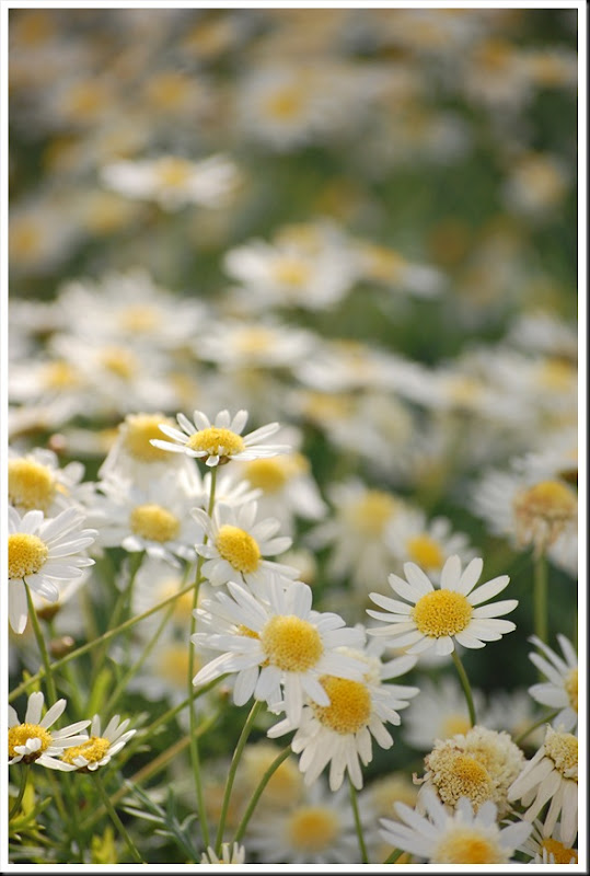 daisies