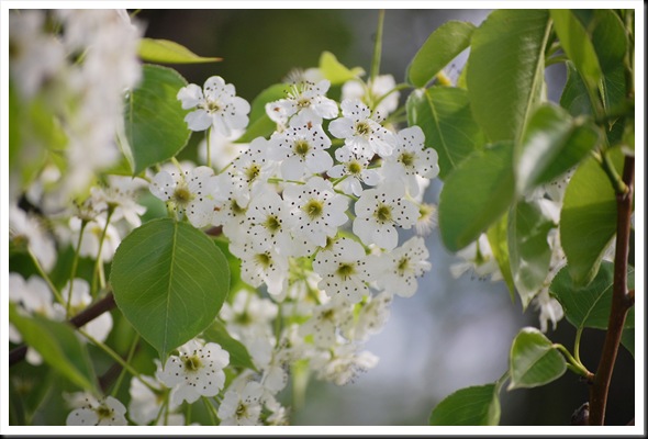pear blossoms 2