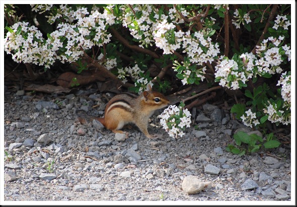 chipmunk