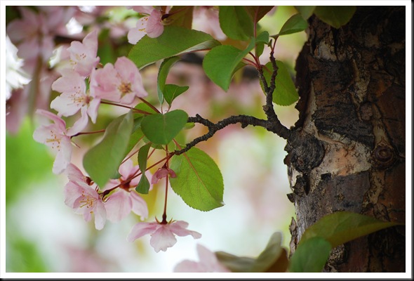 appleblossoms2